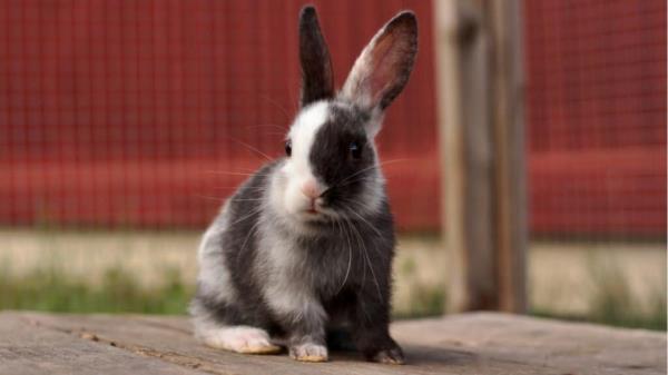 A Keeping A Pet Rabbit: Read BEFORE Buying